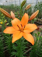 [5118 Kahlua DJ No02.JPG]